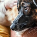 Holistic Pet Comfort: Natural Ways Resorts Reduce Stress for Animals