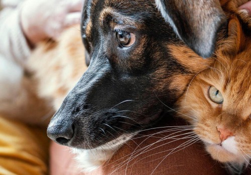 Holistic Pet Comfort: Natural Ways Resorts Reduce Stress for Animals