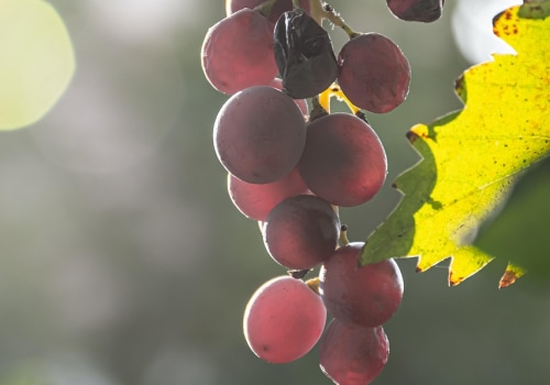 Unlock the Power of Grapefruit Seed for Holistic Health